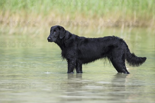 Flat-Coated Retriever