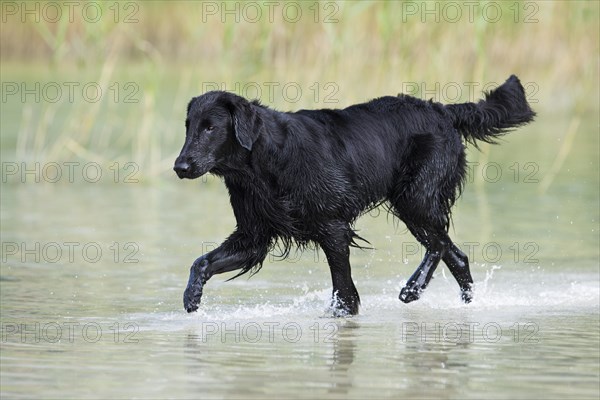 Flat-Coated Retriever