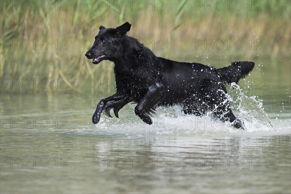 Flat-Coated Retriever