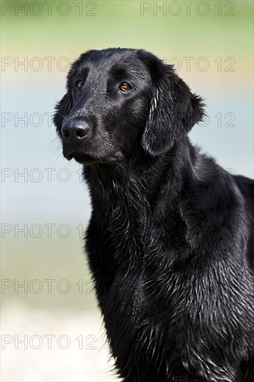 Flat-Coated Retriever