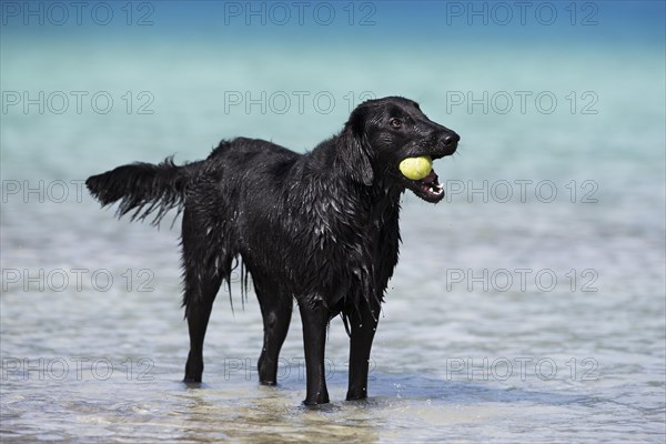 Flat-Coated Retriever