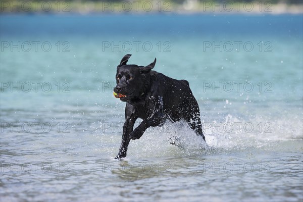 Labrador