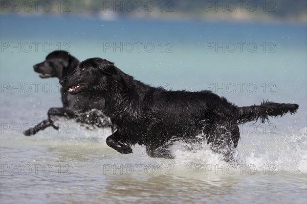 Flat-Coated Retriever and Labrador