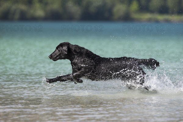 Flat-Coated Retriever