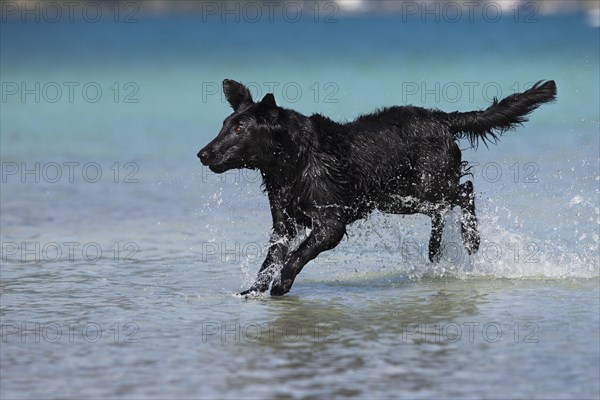 Flat-Coated Retriever