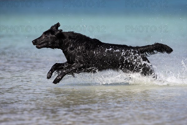 Flat-Coated Retriever