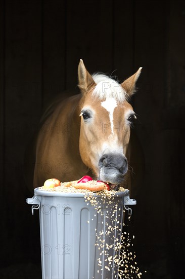 Haflinger horse