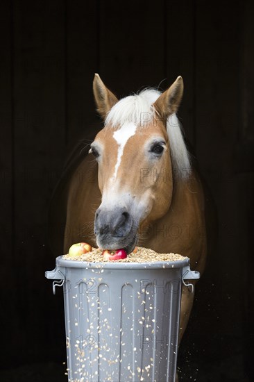 Haflinger horse