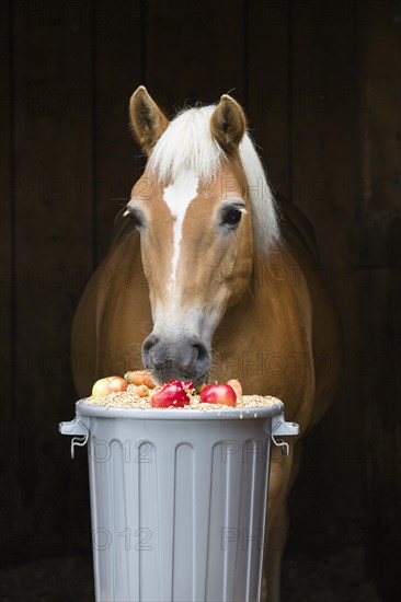 Haflinger horse