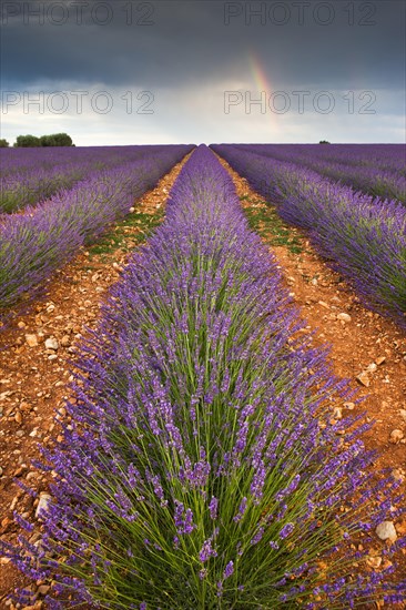 Blooming lavender (Lavandula angustifolia) field