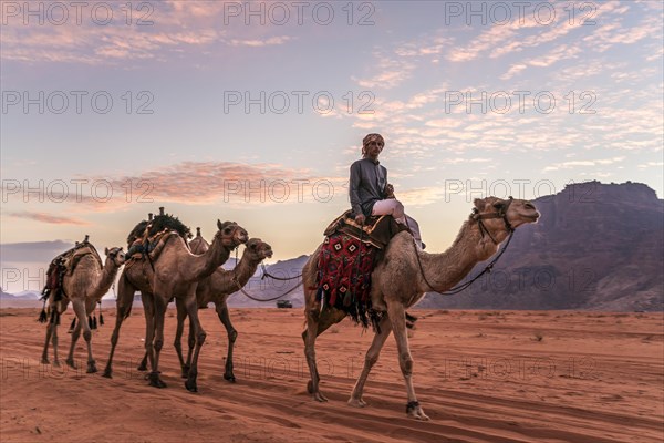 Bedouin with camels in the desert Wadi Rum