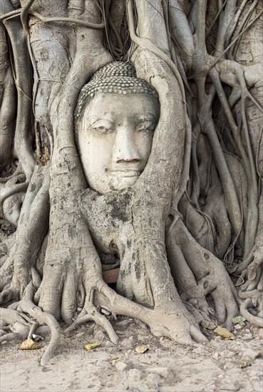 Buddha head statue in bodhi tree (Ficus religiosa) roots