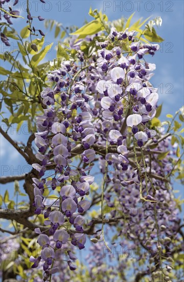 Japanese wisteria flowers (Wisteria floribunda)