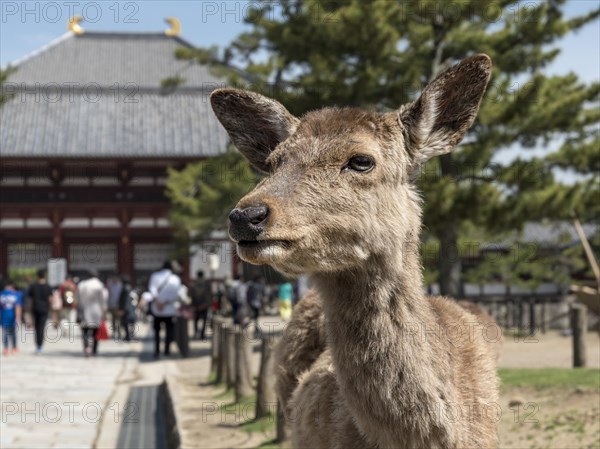 Sika deer (Cervus nippon) outside Todaiji