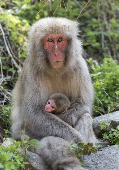 Female Japanese Macaque (Macaca fuscata) with baby