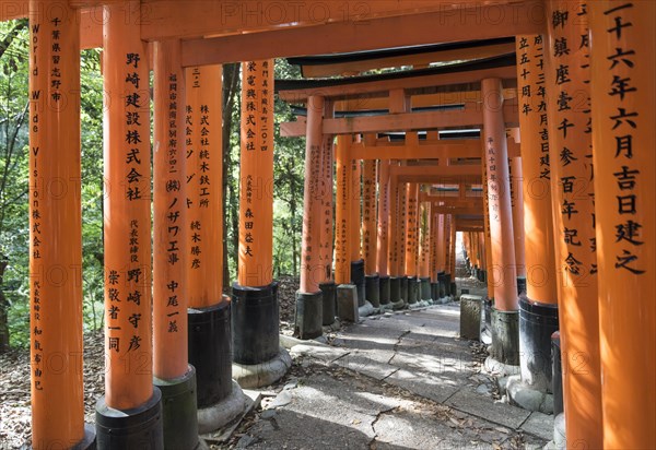 Path lined with torii gates