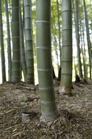 Bamboo grove at Kodaiji