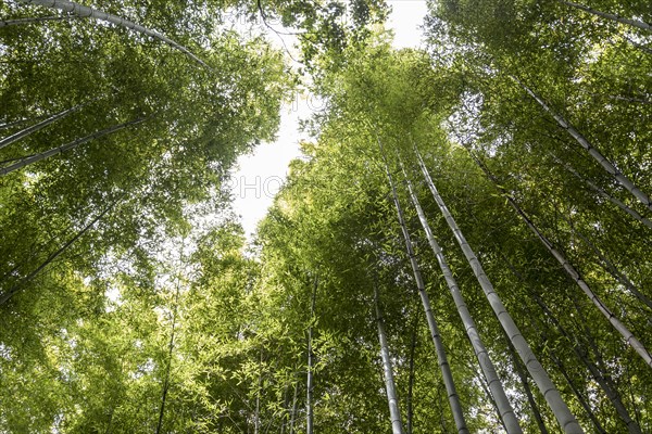 Arashiyama Bamboo Grove