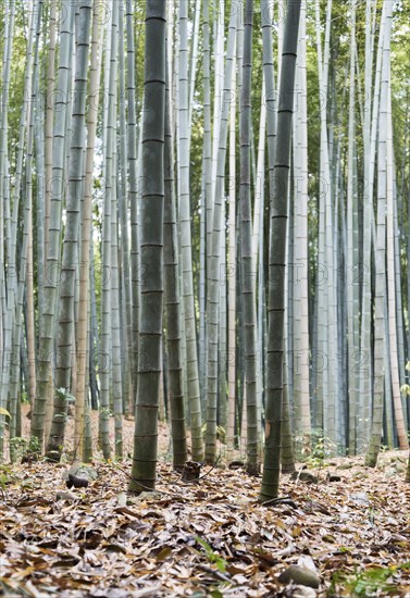 Arashiyama Bamboo Grove