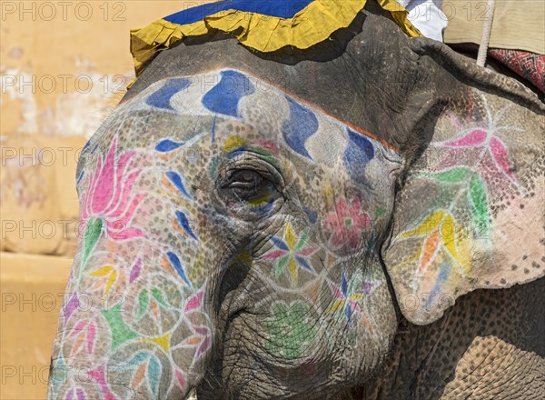 Close-up of painted Indian elephant at Amber Fort