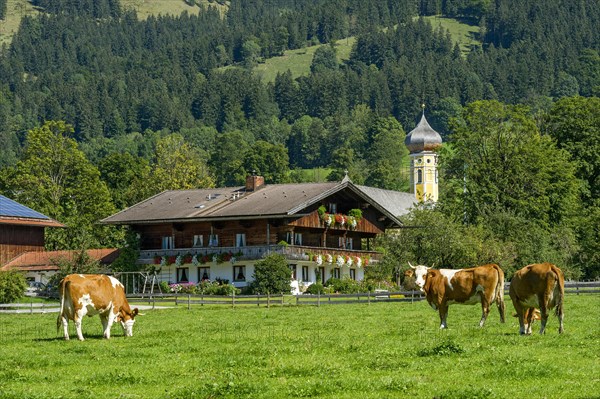 Cows on a pasture