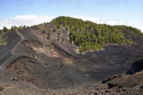 Canary Island pines (Pinus canariensis) on Duraznero volcano
