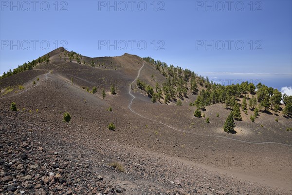 Canary Island pines (Pinus canariensis) on the hiking trail to the volcano Duraznero