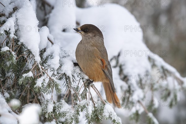 Siberian jay (Perisoreus infaustus) sits on snowy spruce branch