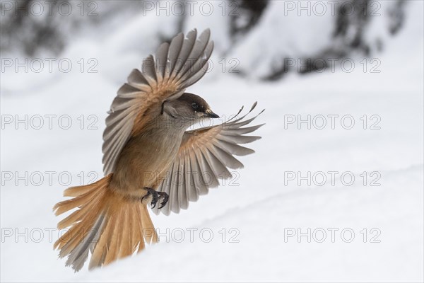 Siberian jay (Perisoreus infaustus) flying in the snow