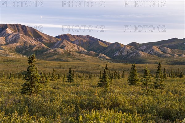 Tundral landscape in Denali National Park