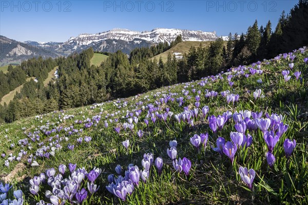 Sea of flowers