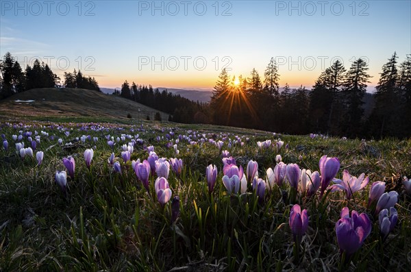 Sea of flowers