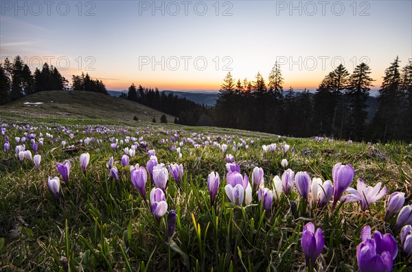 Sea of flowers