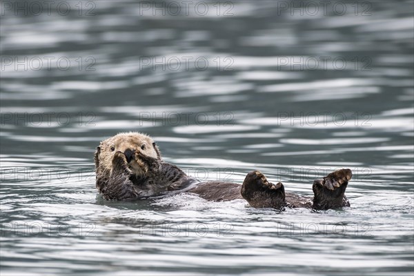 Sea otter (Enhydra lutris) floats on back