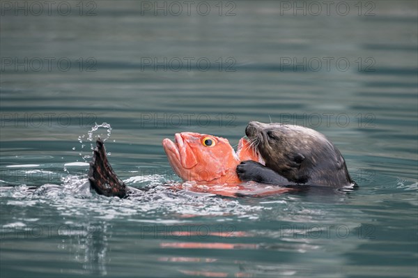 Sea otter (Enhydra lutris) eats captured fish in water