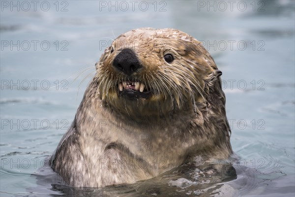 Sea otter (Enhydra lutris) in water looks aggressive