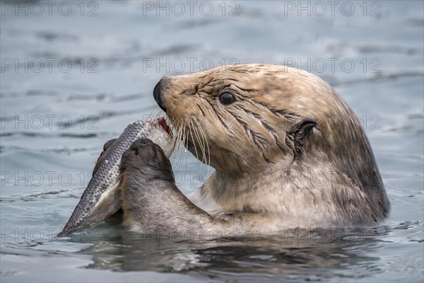 Sea otter (Enhydra lutris) eats captured fish