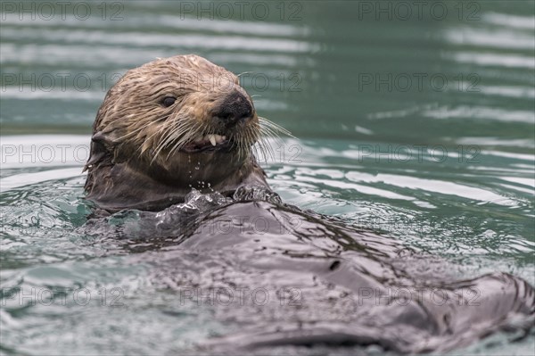 Sea otter (Enhydra lutris) in water looks aggressive