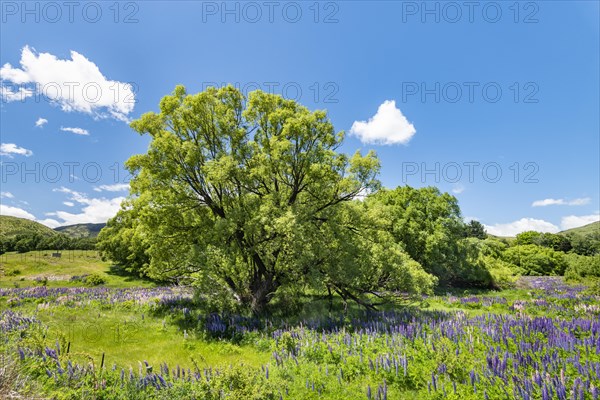 Large-leaved lupins (Lupinus polyphyllus) and large tree