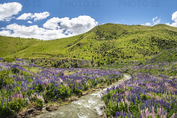 Large-leaved lupins (Lupinus polyphyllus) at small stream