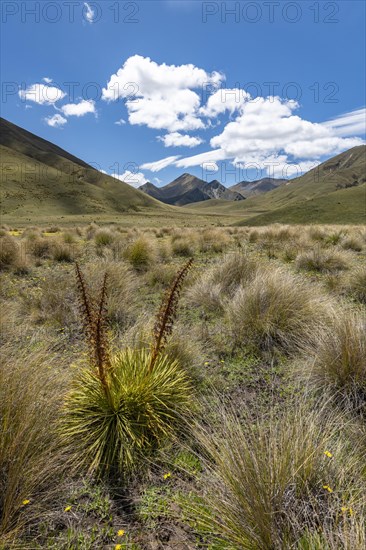 Tuft grass and mountains