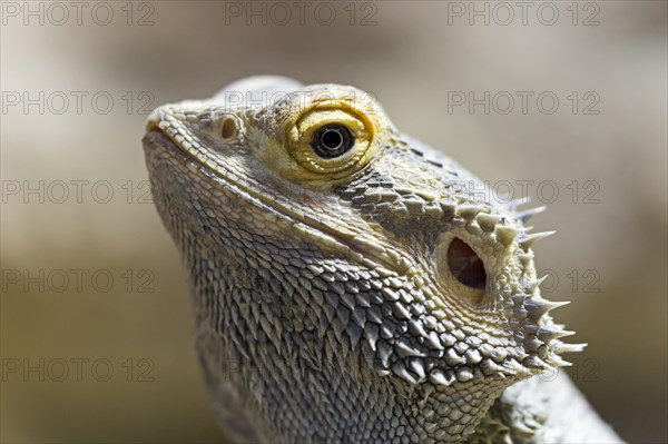 Central bearded dragon (Pogona vitticeps)