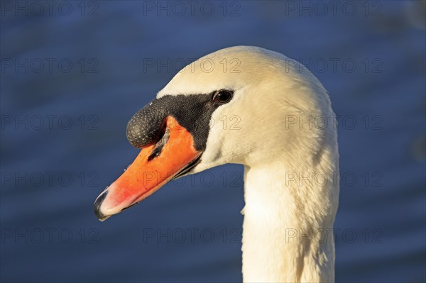 Mute swan (Cygnus olor)