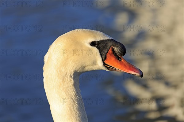 Mute swan (Cygnus olor)