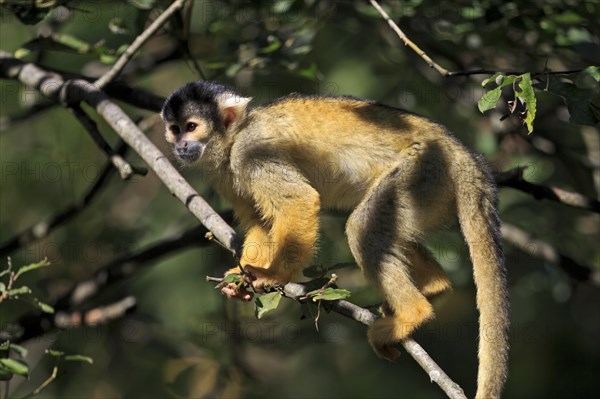 Squirrel monkeys (Saimiri sciureus)