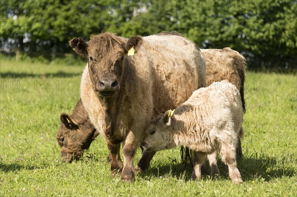 Galloway cattle