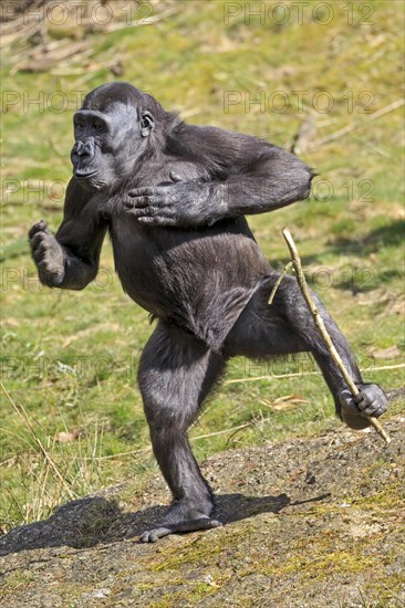 Western lowland gorilla (Gorilla gorilla gorilla)