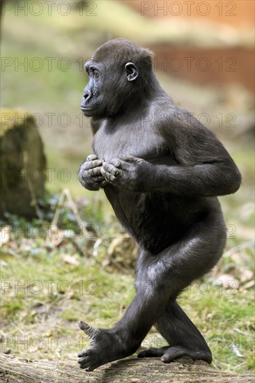 Western lowland gorilla (Gorilla gorilla gorilla)