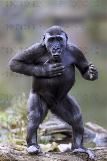 Western lowland gorilla (Gorilla gorilla gorilla)