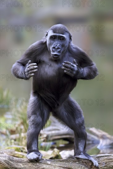 Western lowland gorilla (Gorilla gorilla gorilla)